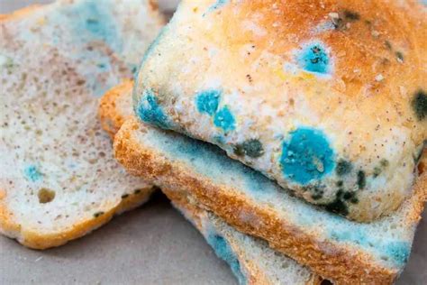 molds in bread in tagalog|White Bread Mold Explained (Different Types and How To Identify Them.